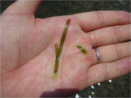 Cymodocea rotundata was found in seagrass beds in the Dungonab Bay