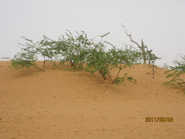 Mesquite on sand dune