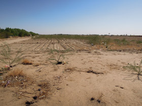 スーダン科学技術大学水・環境学部圃場内で分布拡大したメスキート群落