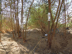 Sap flow sensors attached on the trunks of Mesquite.