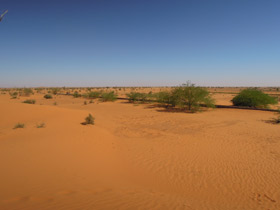  Landscape and Mesquite distribution in Al Rawakeeb.